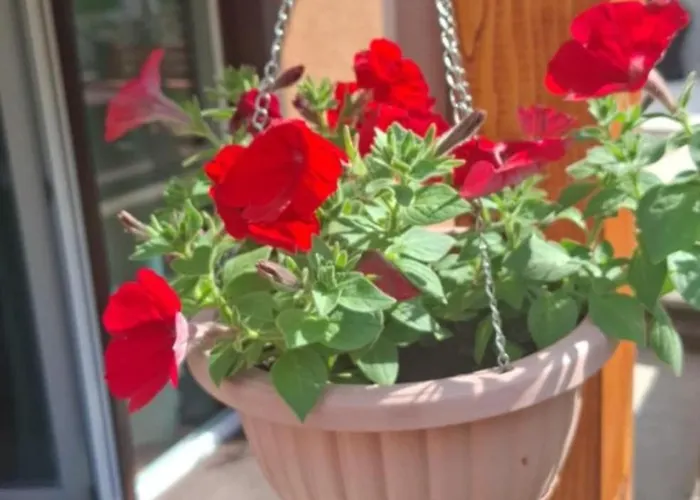 Envi オパティヤ